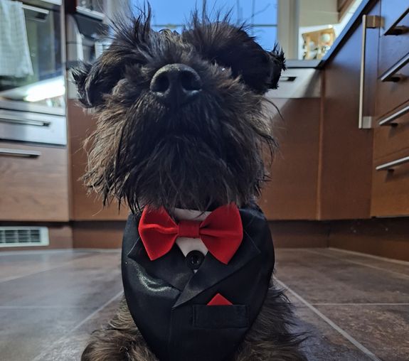 Odborné služby strihania psov v Bolešove - Čoskoro 🐾