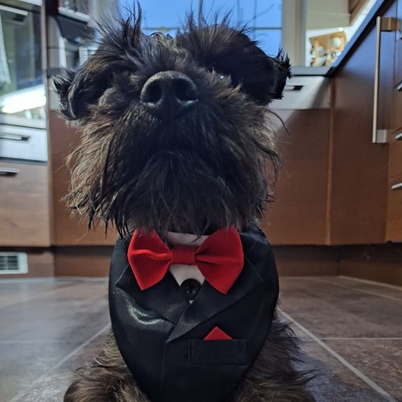 Čo si mám pripraviť na fotenie môjho psa?