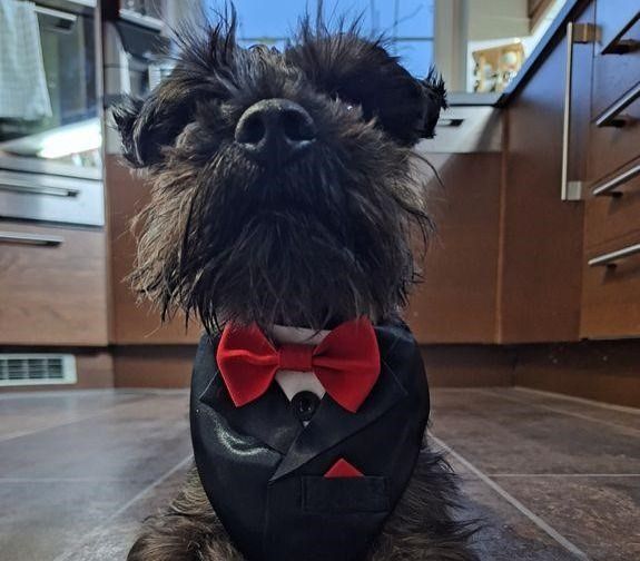 Expert Dog Grooming Services in Bolešov - Coming Soon 🐾