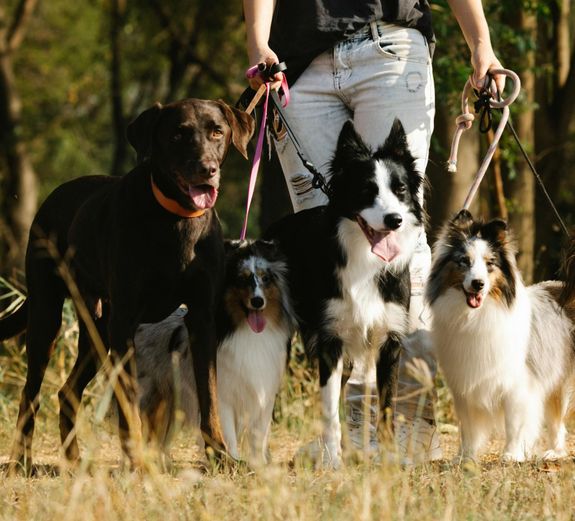 Môžem si prispôsobiť trvanie venčenia pre môjho psa?