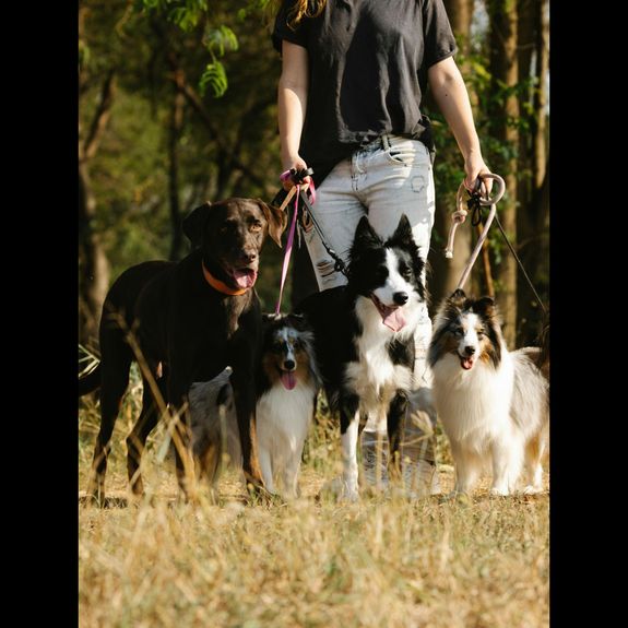 Doplnkové služby pre domáce zvieratá: Venčenie a fotografovanie psov