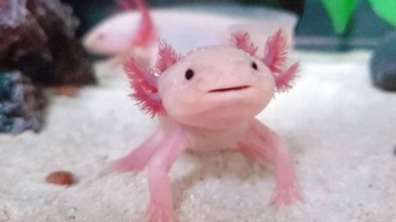 selective focus photography of short-coated brown puppy facing right side