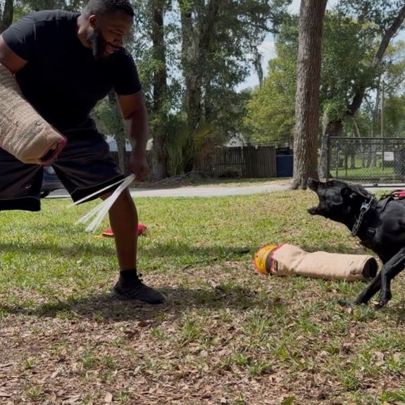 Advanced Obedience Training