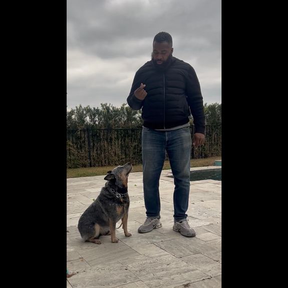 Basic Obedience Training