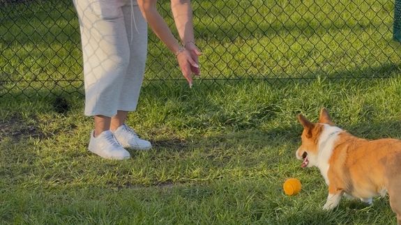 Transforming Lives One Paw at a Time