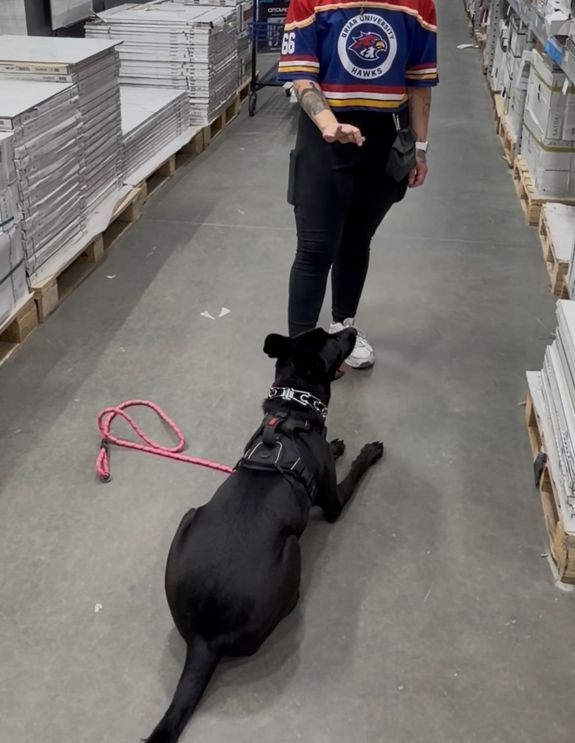 Strengthen Your Bond with Your Dog at Paws of Life in Orlando, FL