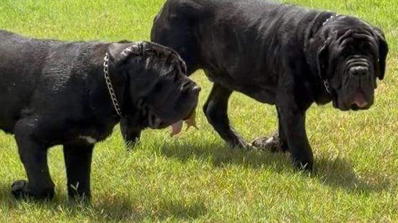 Transforming Lives Through Dog Training