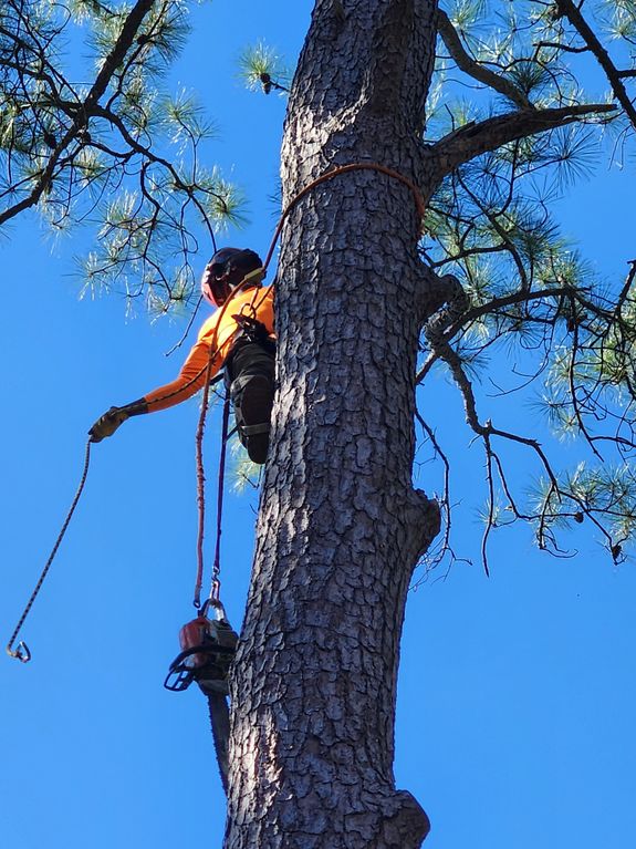 Tree Services by Our Expert Team