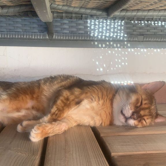 Découvrez des soins pleins de douceur pour vos compagnons à quatre pattes.