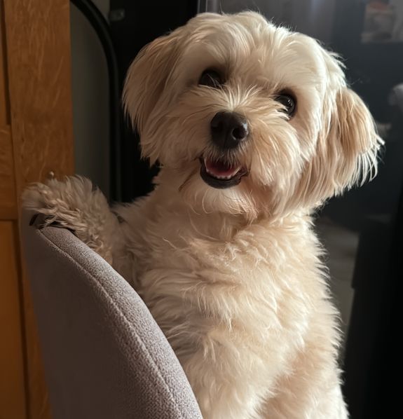 Votre service de garde d’animaux de confiance à Blois.