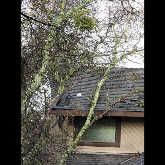 Storm Damage Cleanup