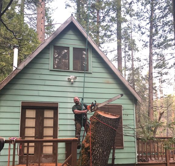 Transform Your Outdoor Spaces with Timmerman Tree Service