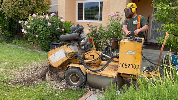 Transform Your Yard, One Stump at a Time