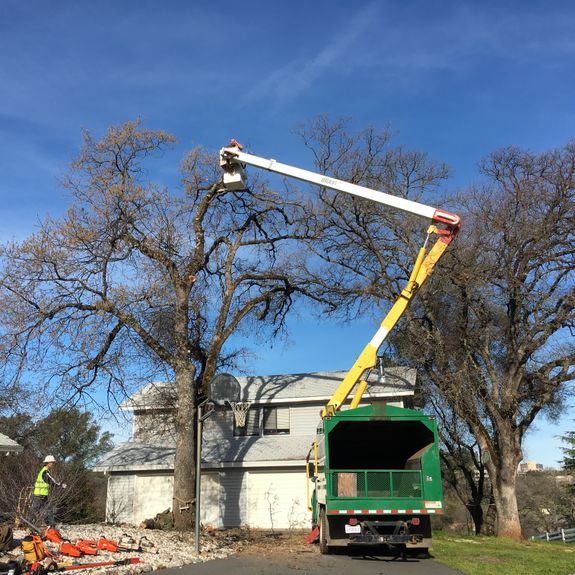 Tree Pruning