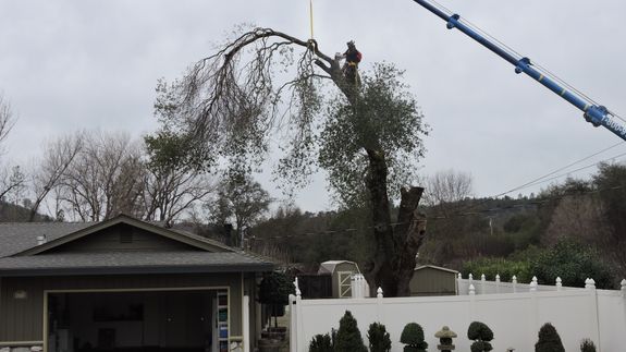 Safeguard Your Space with Expert Hazardous Tree Removal in Shingle Springs