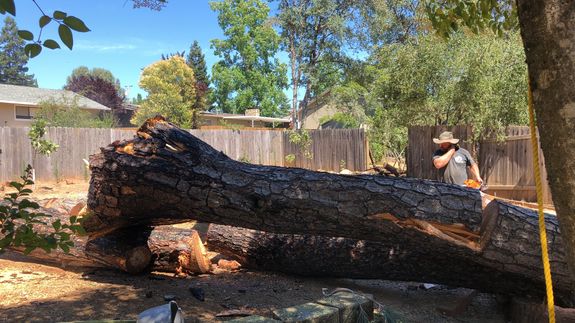 Expert Tree Services in Shingle Springs, CA