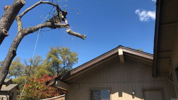 Ready to Transform Your Shingle Springs Yard into a Scenic Oasis?