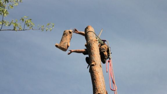 Tree care made effortless in Placerville.