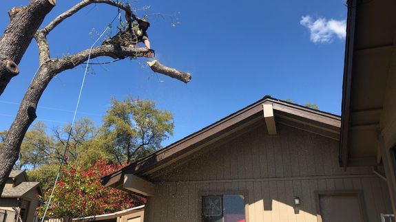 Your Trees Deserve the Best Care in El Dorado County