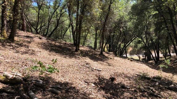 Brush Removal in Placerville Fire Safety