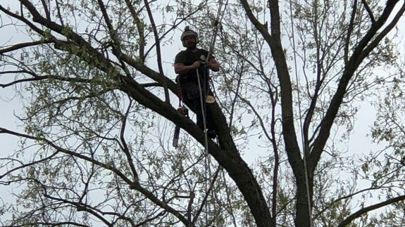 Tree Pruning Redefined for Shingle Springs.