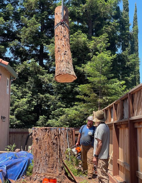 Expert Tree Services in El Dorado County, CA and Sacramento County, CA with Timmerman Tree Service