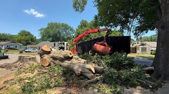 Keeping Memphis Trees Healthy and Safe with Legacy Tree Service