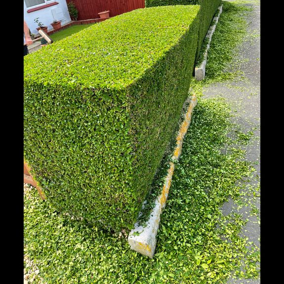 What types of hedges do you trim?