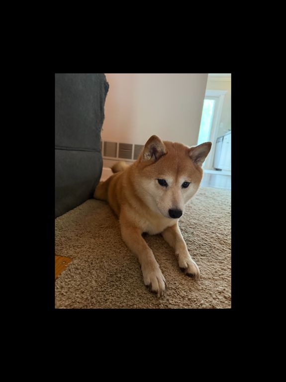 Pet Boarding Services