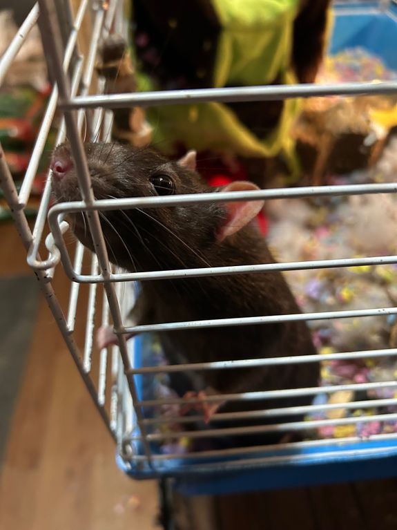 Professional Pet Sitting