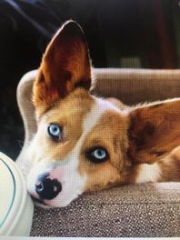 House of Blues Pembroke Welsh Corgis  logo