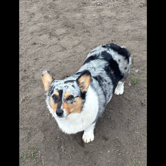 House of Blues Pembroke Welsh Corgis - Hermiston's Premier Dog Breeder