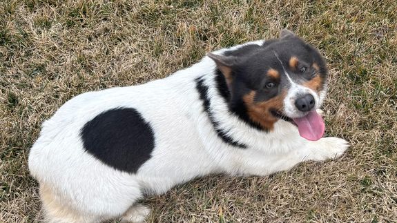 Welcome to House of Blues Pembroke Welsh Corgis: Your Trusted Breeder