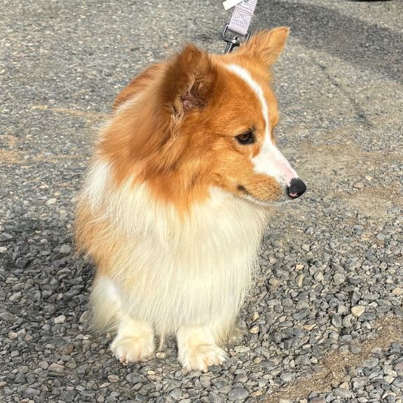 Responsible Breeding Practices